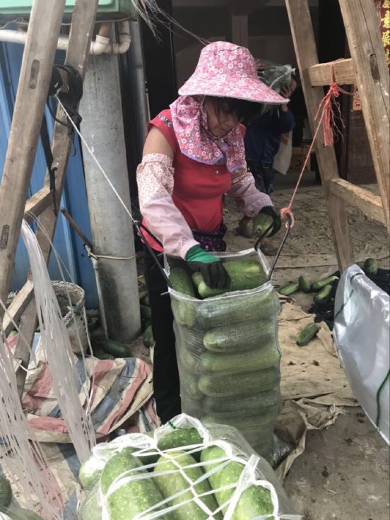 冬瓜大量上市供应品质优良，一手货源，实地视频看货