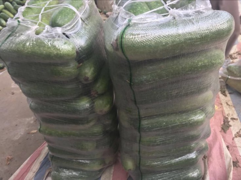 冬瓜大量上市供应品质优良，一手货源，实地视频看货
