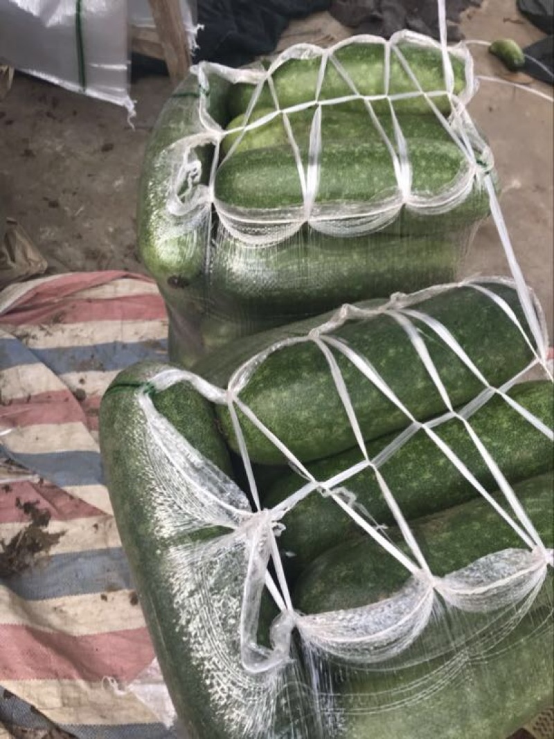 冬瓜大量上市供应品质优良，一手货源，实地视频看货