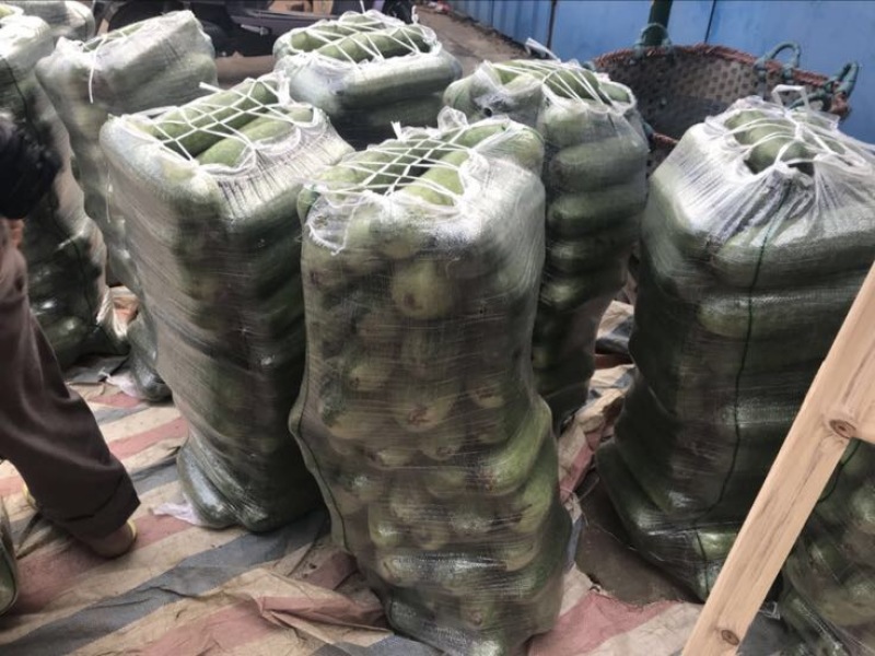 冬瓜大量上市供应品质优良，一手货源，实地视频看货