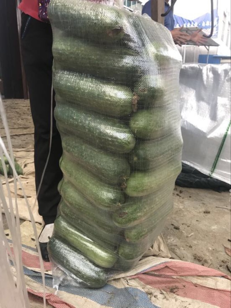 冬瓜大量上市供应品质优良，一手货源，实地视频看货