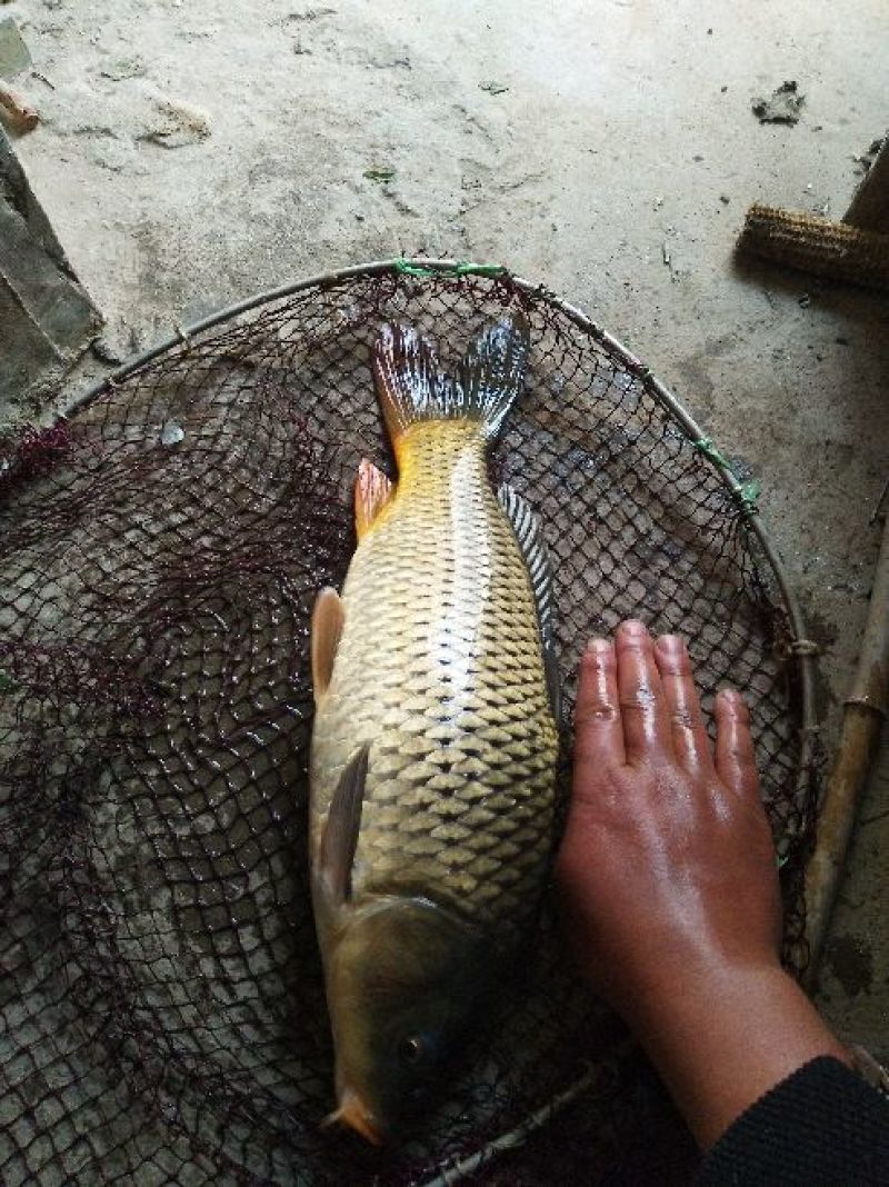白鲫食用