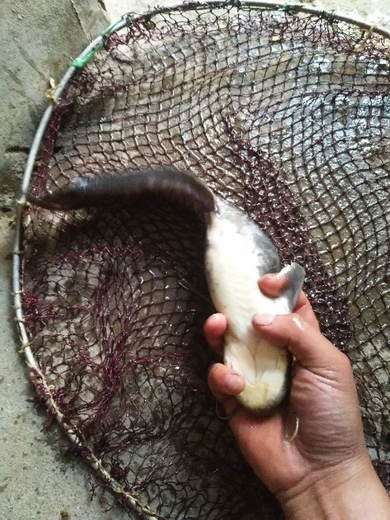 白鲫食用