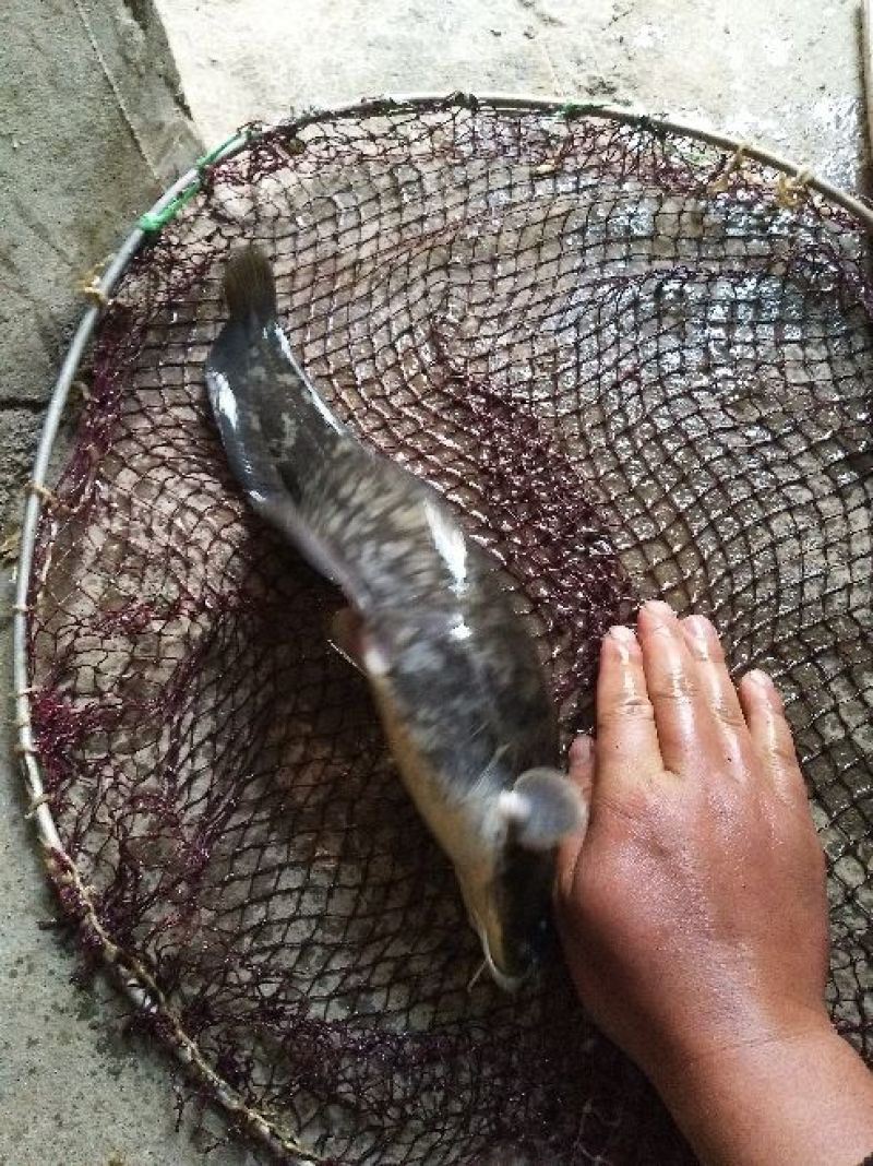 白鲫食用
