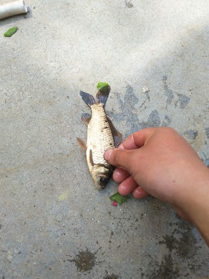 白鲫食用