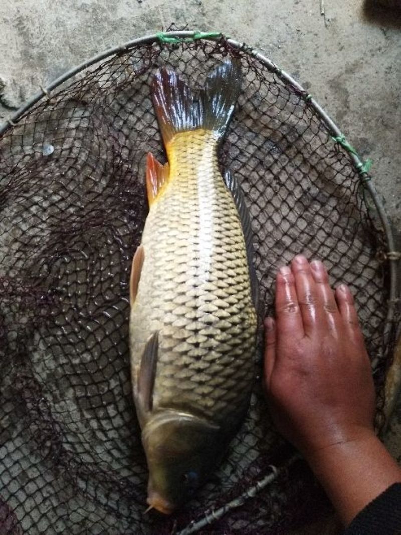 白鲫食用