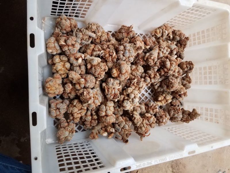 三七各种规格新货各种药材新货大量现货