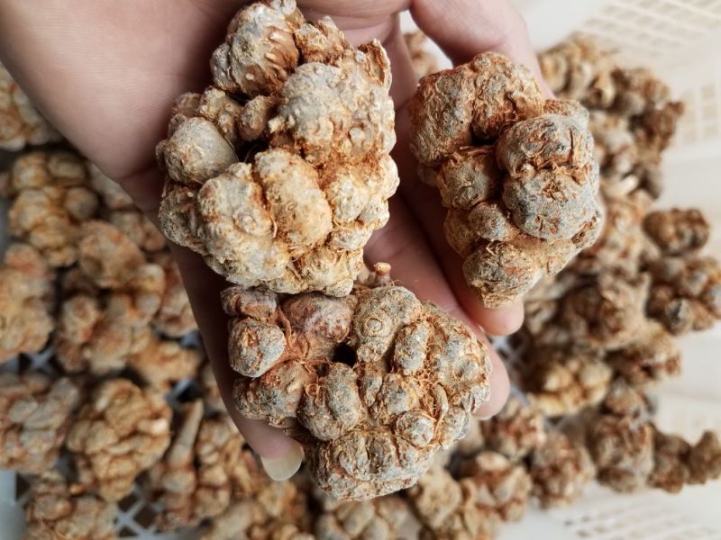 三七各种规格新货各种药材新货大量现货