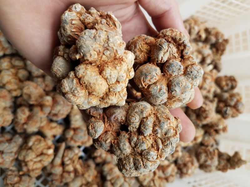三七各种规格新货各种药材新货大量现货