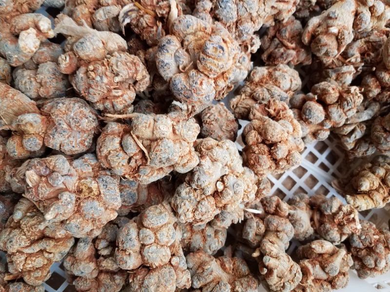 三七各种规格新货各种药材新货大量现货