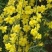 迎春花苗30~40cm