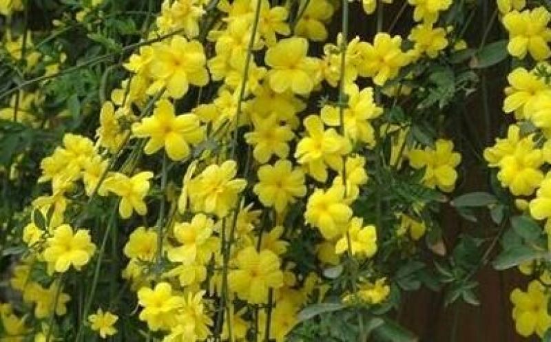 迎春花苗30~40cm