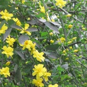 迎春花苗30~40cm