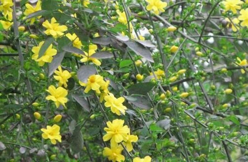 迎春花苗30~40cm