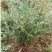 迎春花苗30~40cm