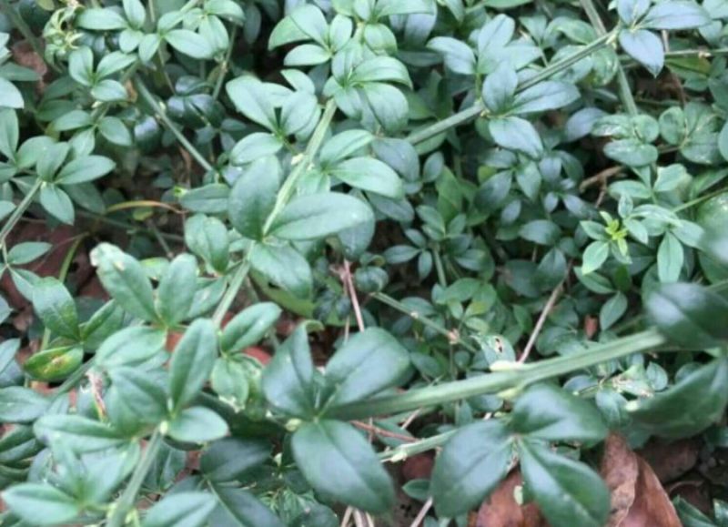 迎春花苗30~40cm