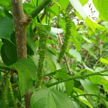 长果桑树苗60~80cm