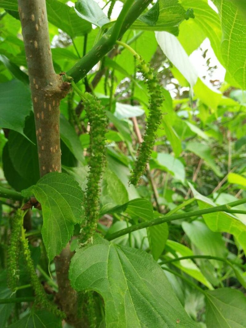 长果桑树苗60~80cm