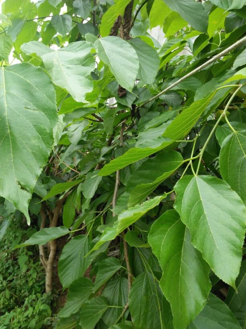 长果桑树苗60~80cm