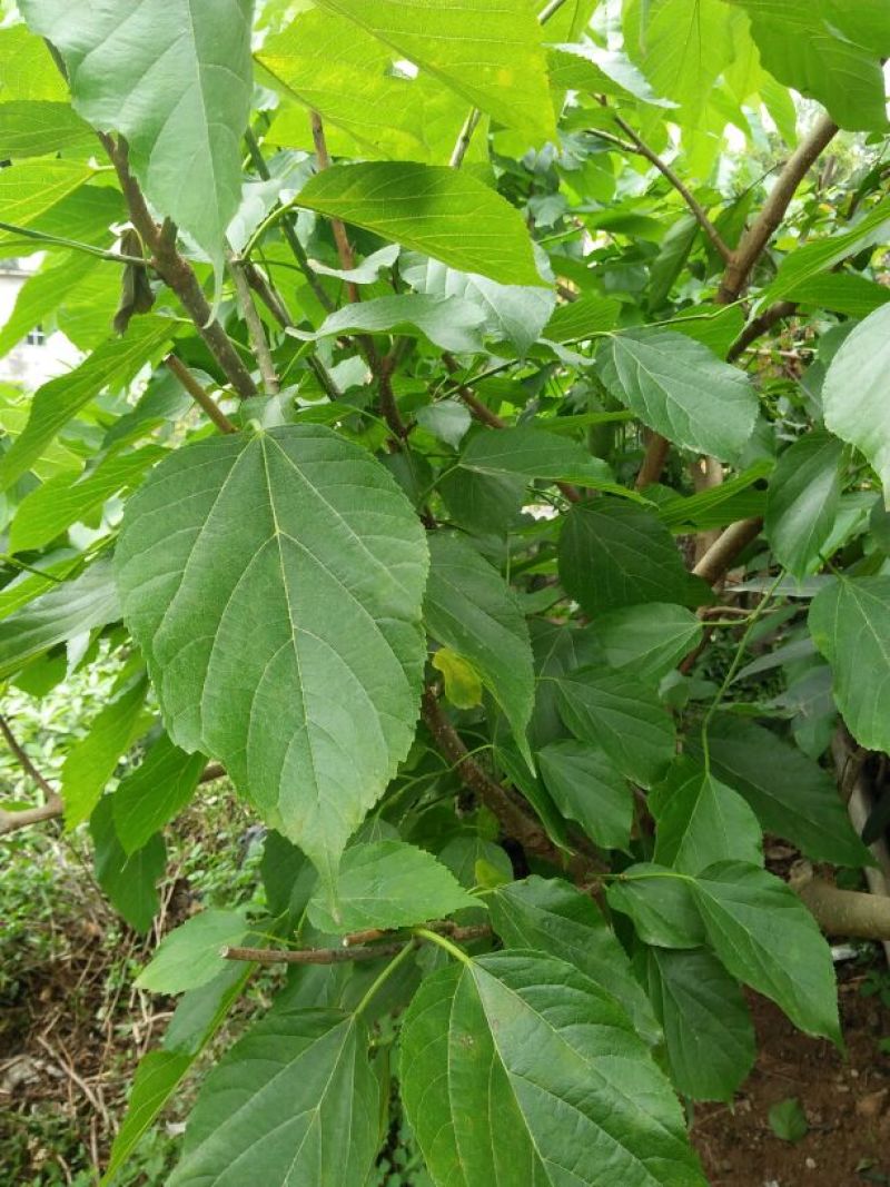 长果桑树苗60~80cm