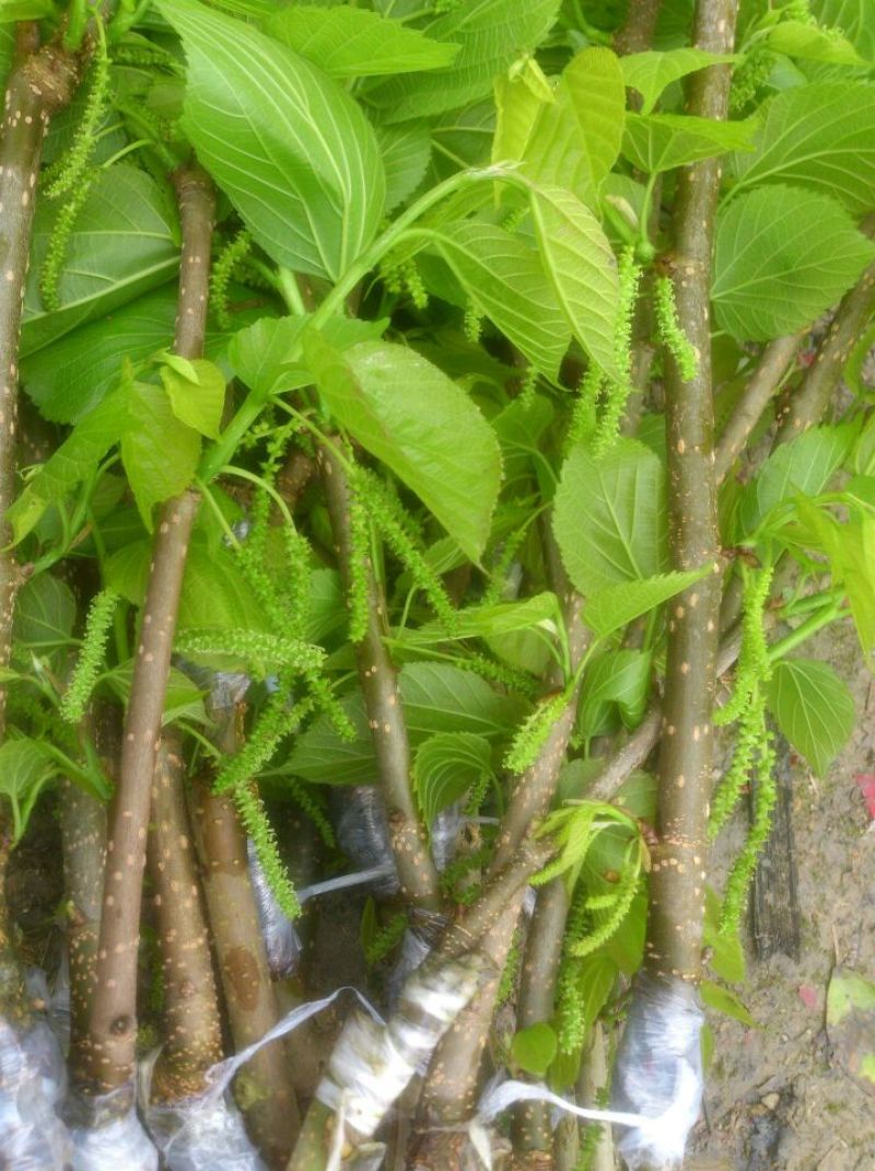 长果桑树苗60~80cm