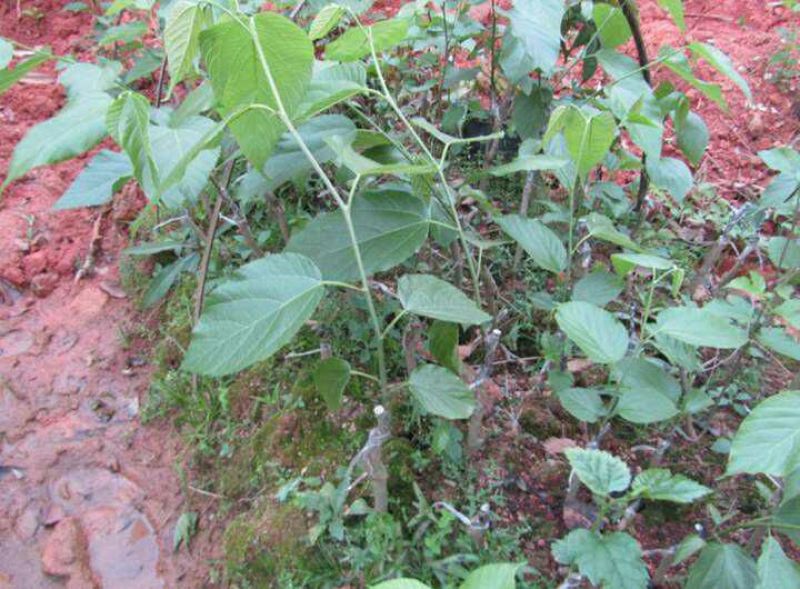 长果桑树苗60~80cm