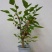 长果桑树苗60~80cm