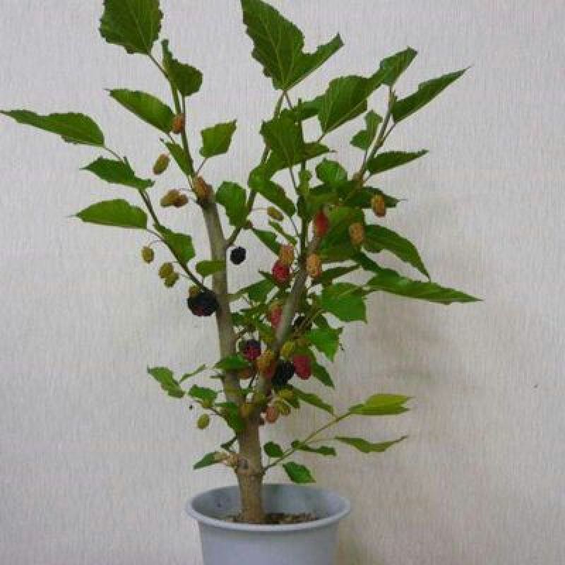 长果桑树苗60~80cm