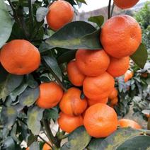 柑橘枝条金秋砂糖橘
