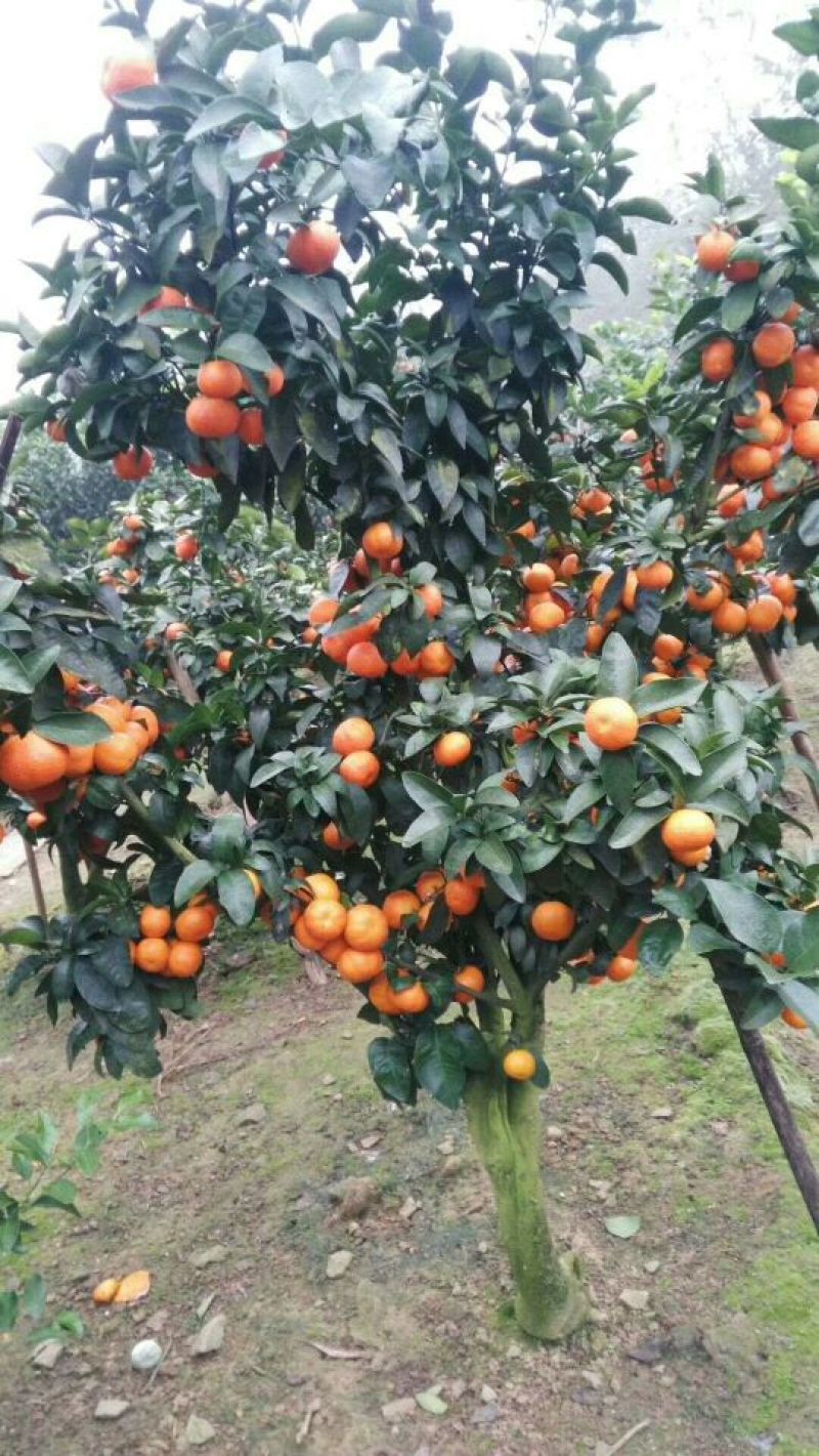 柑橘枝条金秋砂糖橘