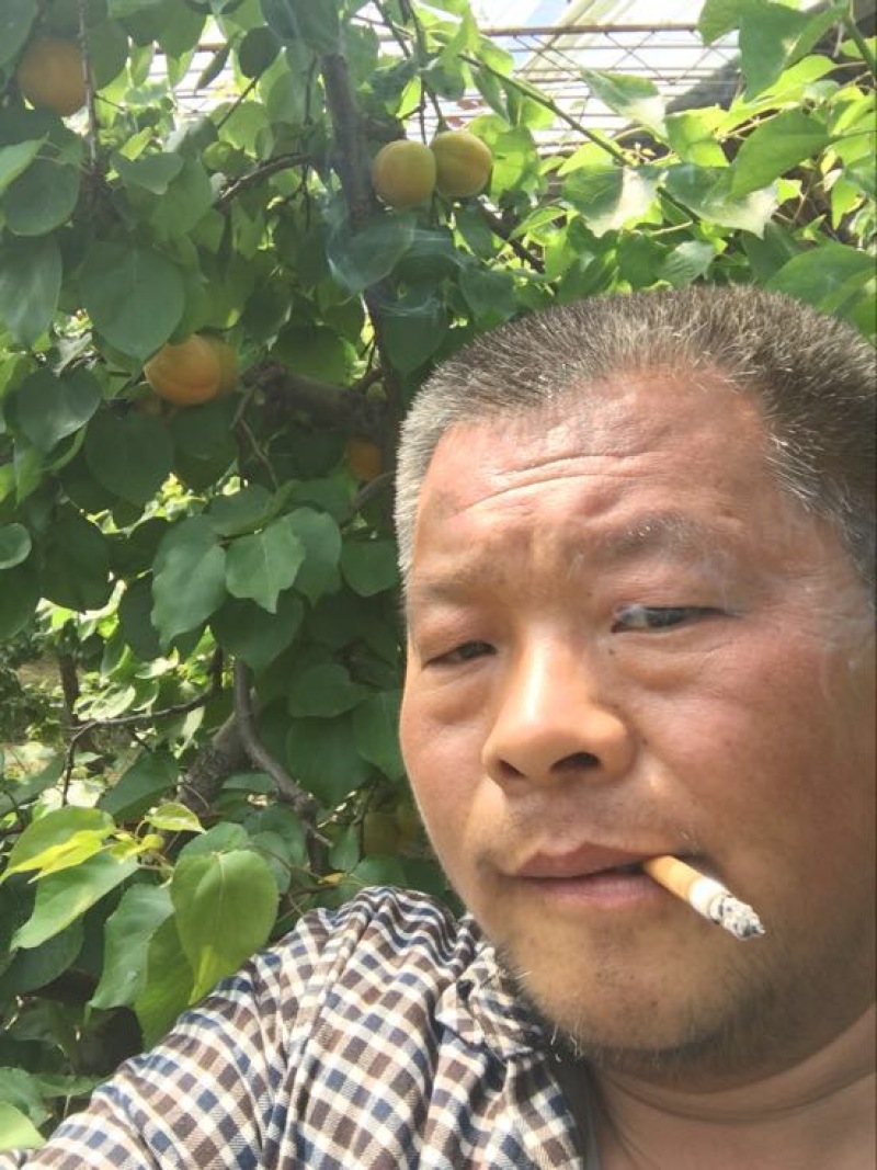 金太阳杏，丰园红杏，凯特杏，珍珠油杏，金寿杏产地合作社
