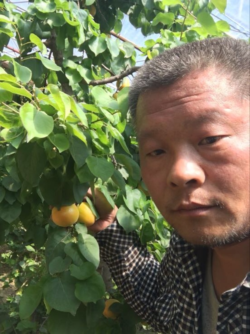 金太阳杏，丰园红杏，凯特杏，珍珠油杏，金寿杏产地合作社