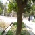 紫薇桩5~10cm