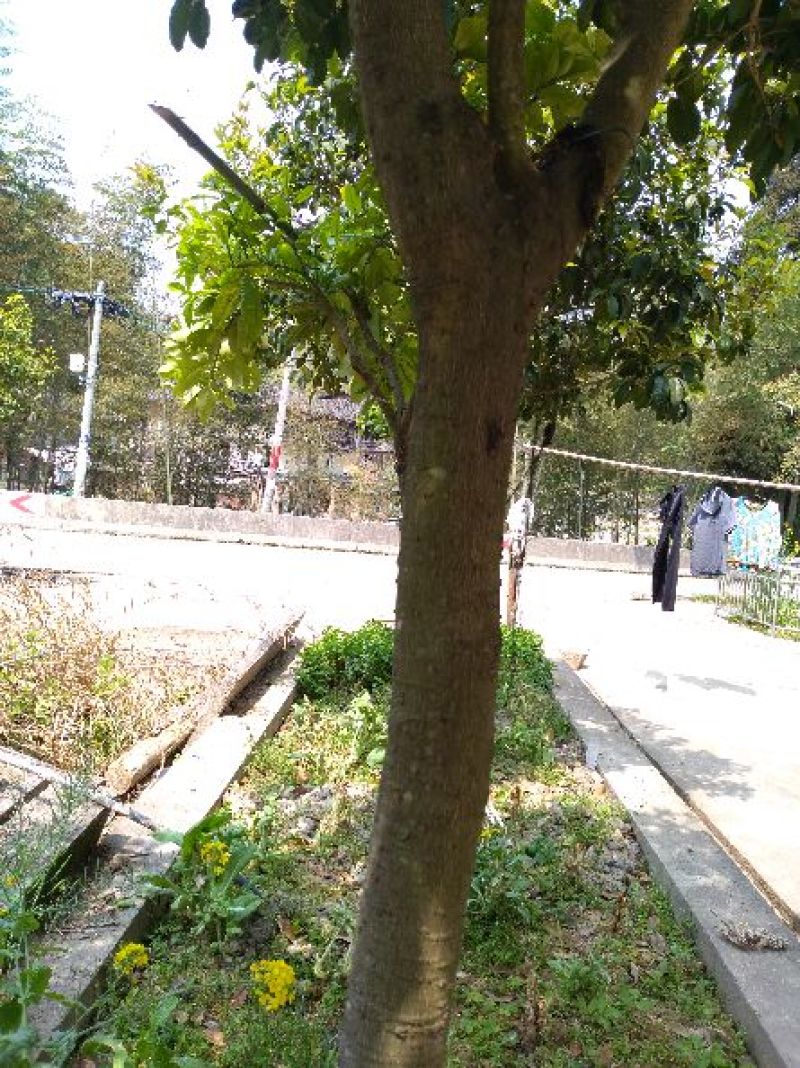 紫薇桩5~10cm