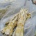 小笋干中笋，大片，弯尖八九成干。厂家产地直销。附近送货