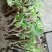 葛根种苗粉葛苗（搭配营养土，免费提供育苗种植技术）