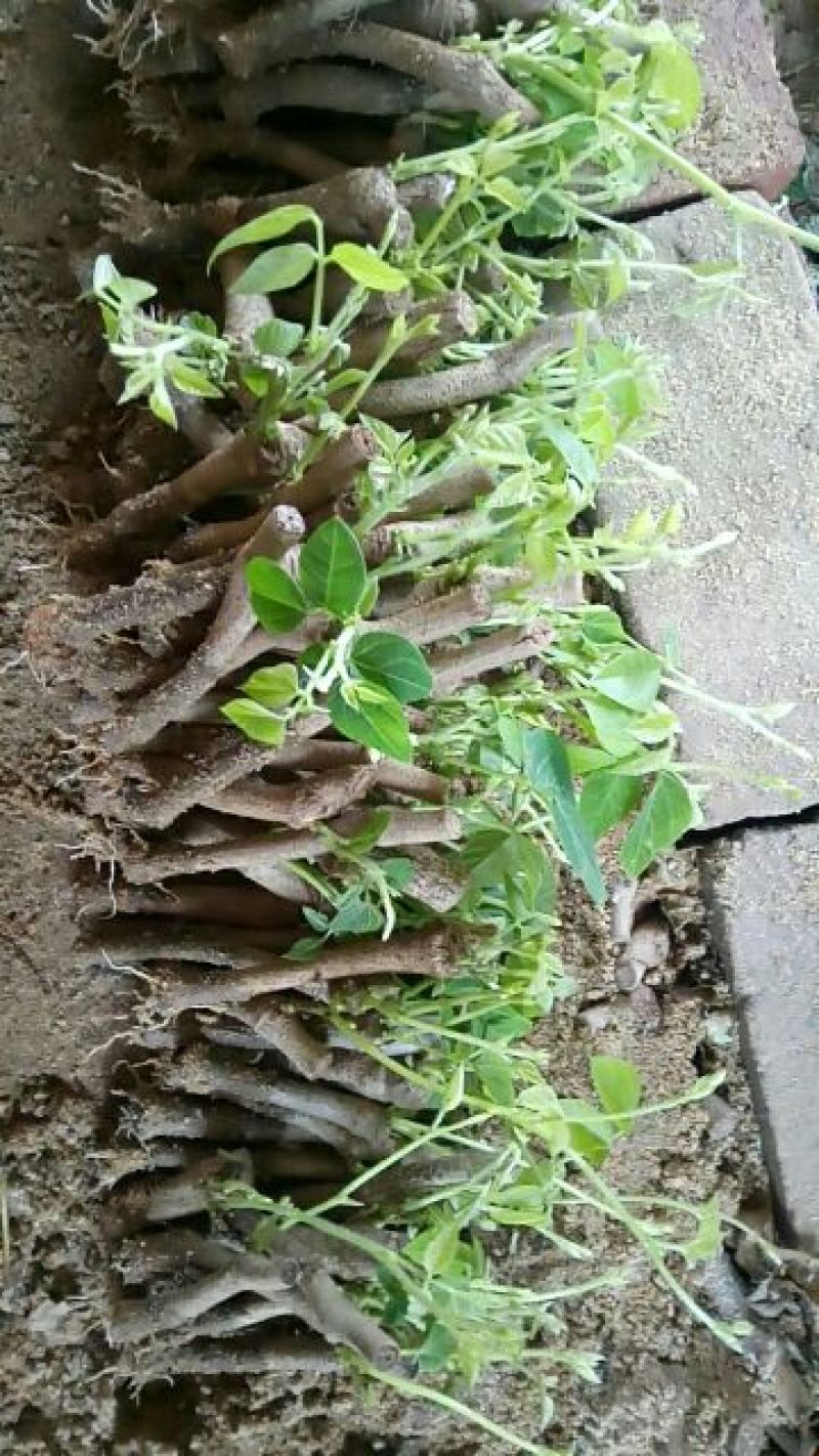 葛根种苗粉葛苗（搭配营养土，免费提供育苗种植技术）
