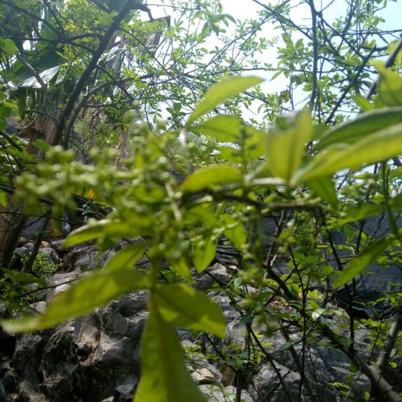 青花椒特级干