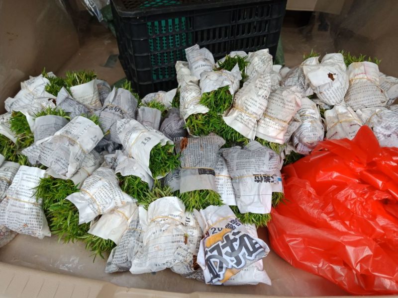 积壳苗积壳苗芽苗枸橘苗积壳苗小苗