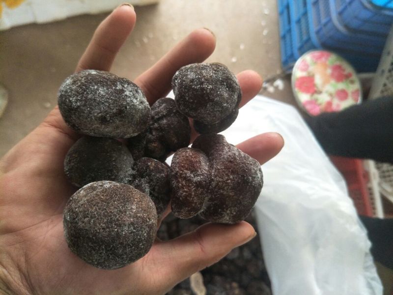 【店主推荐】高品质速冻松露批发、零售、一件代发