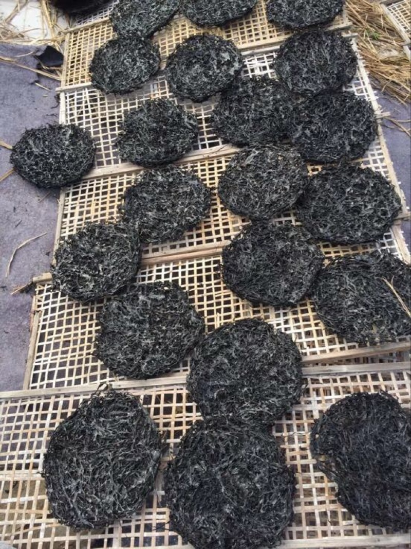 紫菜人工养殖
