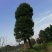 香樟20cm以上20cm以上4米以上