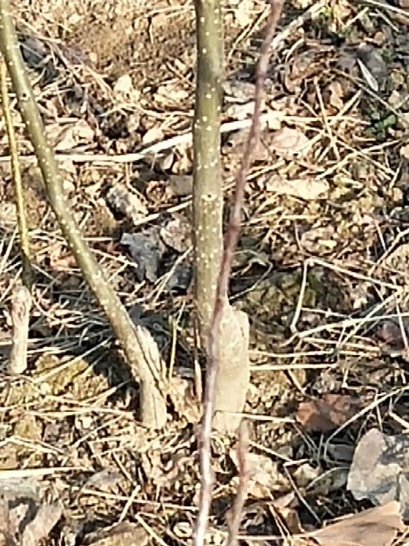 梨树2~4cm1.5~2米