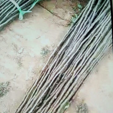 玉露香梨树苗30~50cm0.8cm