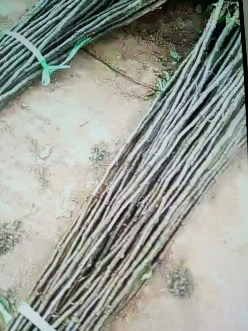 玉露香梨树苗30~50cm0.8cm