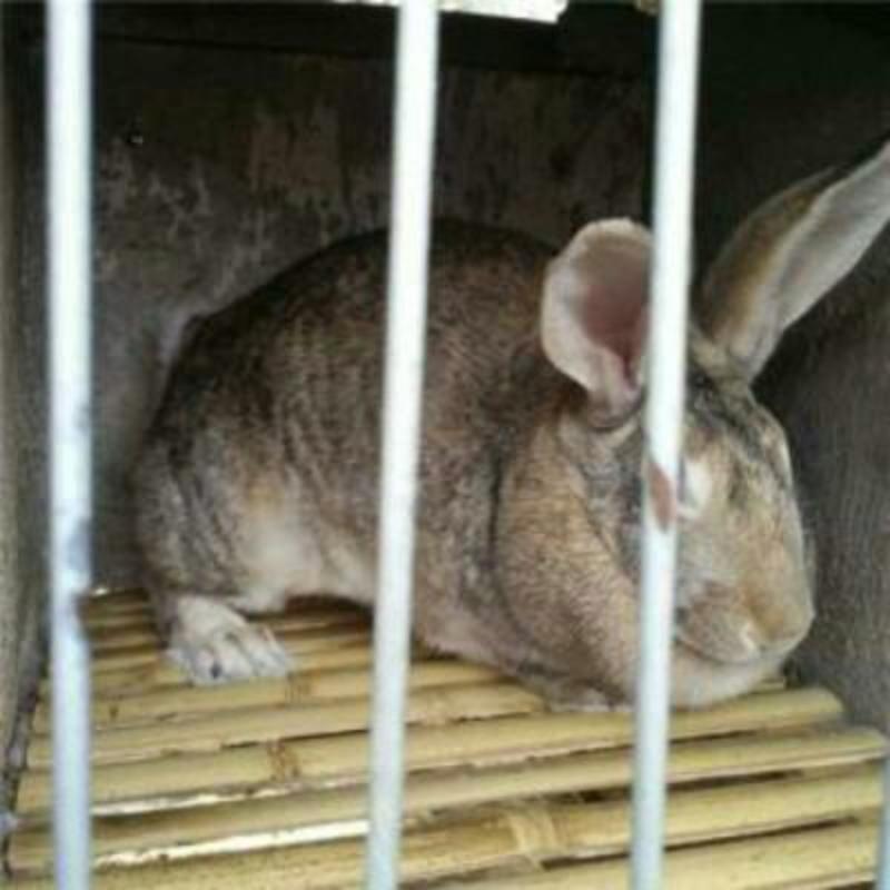 比利时种兔种兔品种好，提供养殖大棚，养殖笼具，