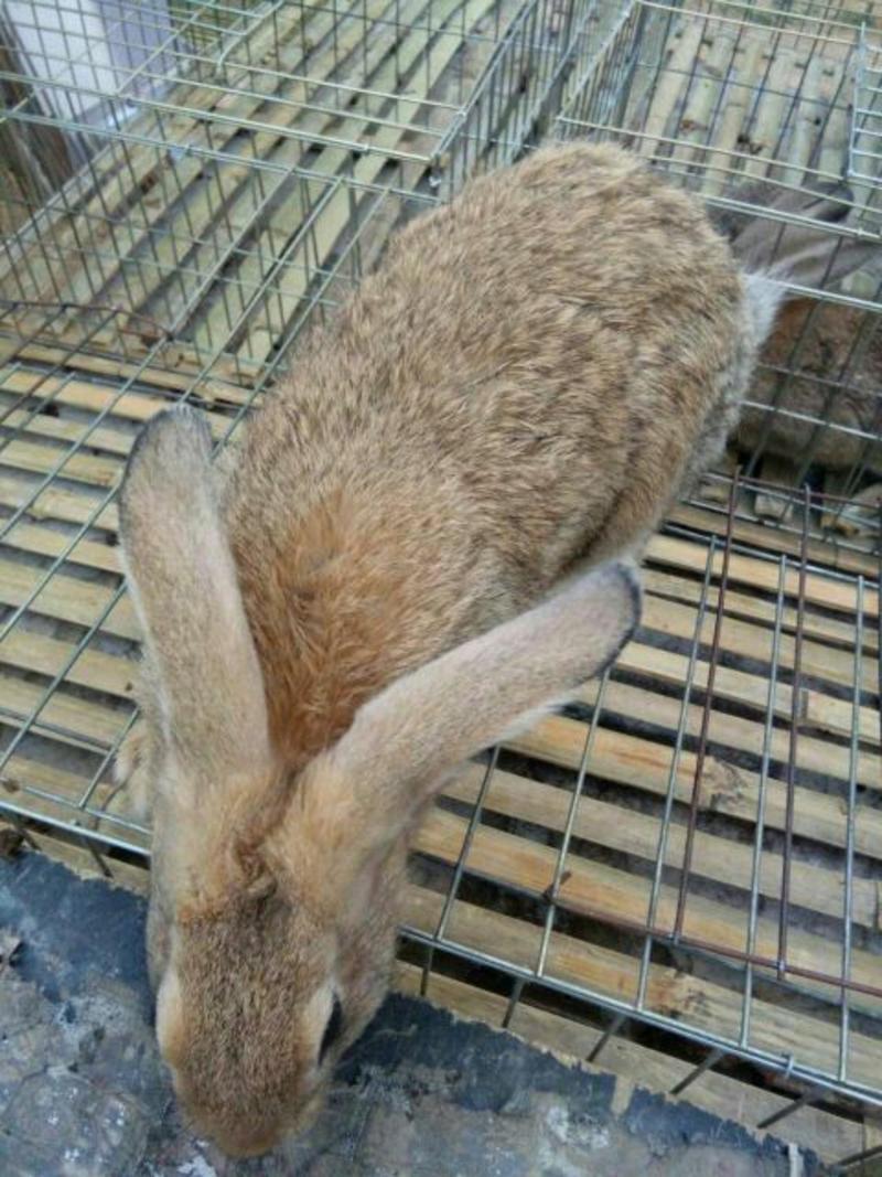比利时种兔种兔品种好，提供养殖大棚，养殖笼具，
