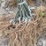 红心猕猴桃苗原产地直发品种保证自家苗圃直发无差价
