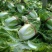 菊锦春白菜4~6斤净菜
