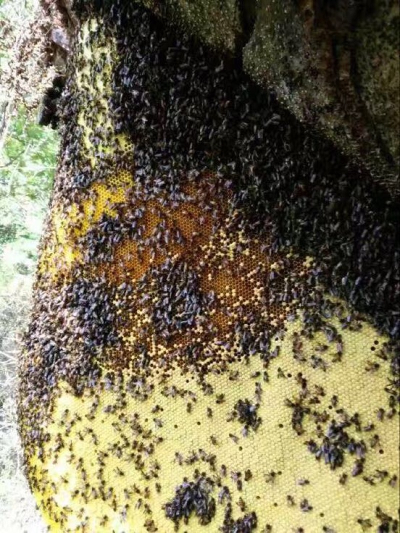 土蜂蜜，纯野生蜂大山深处自产自销